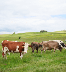 Vaches produisant du lait pour fabriquer le fromage Cantal AOP.