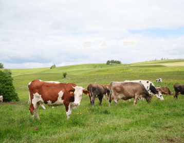 Producteurs, là où tout à commencé